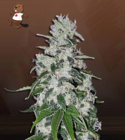 Electric Berry Strain Feminized Marijuana Seeds