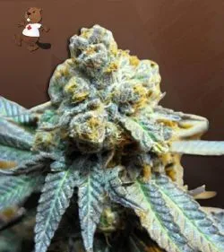 Elephant Strain Autoflowering Feminized Marijuana Seeds