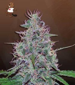 Frosted Zin Strain Autoflowering Feminized Marijuana Seeds