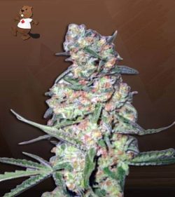 Galaxy Strain Autoflowering Feminized Marijuana Seeds