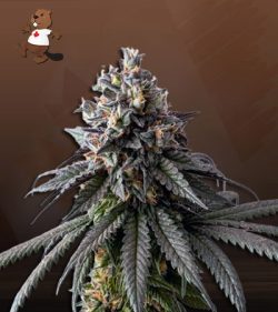 Gelato 48 Strain Feminized Marijuana Seeds