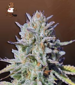 Glitter Glue Strain Feminized Marijuana Seeds