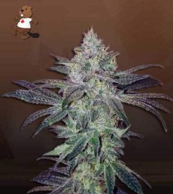 Gorilla Chip Strain Feminized Marijuana Seeds