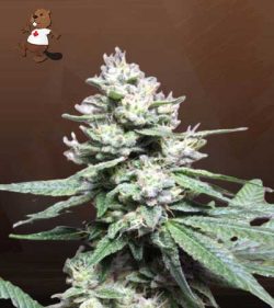 Gorilla Glue #4 Strain Feminized Marijuana Seeds