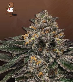 Grape Drink Strain Autoflowering Feminized Marijuana Seeds