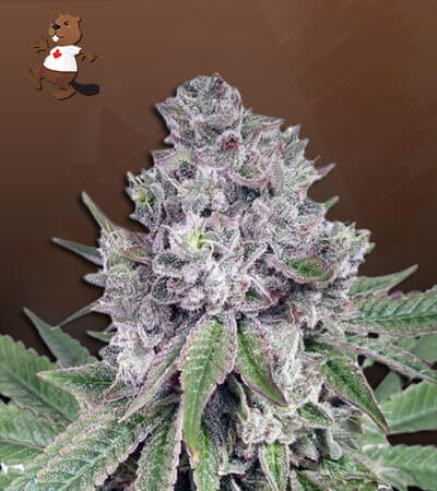 Grapeness Strain Feminized Marijuana Seeds