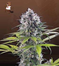 Green Goblin Strain Feminized Marijuana Seeds
