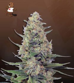 Hawaiian Fire Strain Autoflowering Feminized Marijuana Seeds