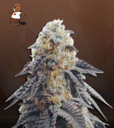 Hippie Crippler Strain Autoflowering Feminized Marijuana Seeds