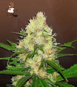 Hilly Billy Jean Strain Feminized Marijuana Seeds
