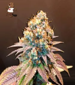 Jungle Juice Strain Autoflowering Feminized Marijuana Seeds