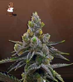 Kali Girl Autoflower Marijuana Seeds