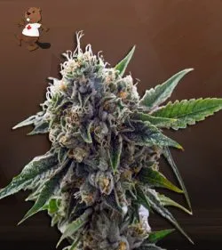 King Louis XIII Strain Autoflowering Feminized Marijuana Seeds