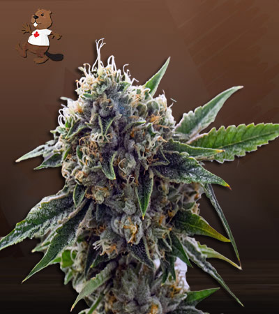 King Louis XIII Strain Autoflowering Feminized Marijuana Seeds | Beaver ...