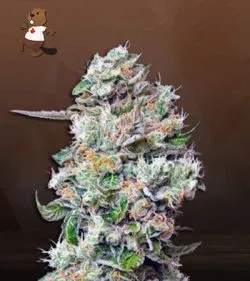 King's Bread Strain Autoflowering Feminized Marijuana Seeds