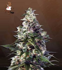 Leprechron Strain Feminized Marijuana Seeds