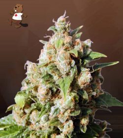 Lucid Dream Strain Feminized Marijuana Seeds