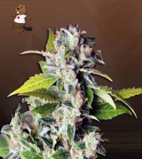 Mango Haze Autoflowering Feminized Marijuana Seeds