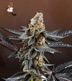 Meat Breath Strain Autoflowering Feminized Marijuana Seeds