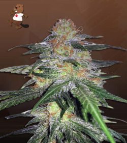 Melon Gum Strain Feminized Marijuana Seeds