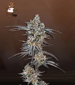 Mendo Breath Strain Autoflowering Feminized Marijuana Seeds