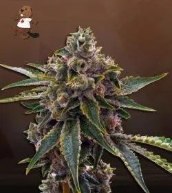 Northern Mango Strain Autoflowering Feminized Marijuana Seeds