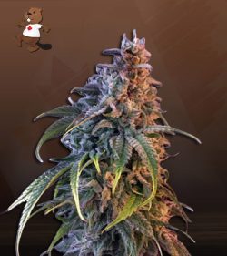 Nuken Strain Feminized Marijuana Seeds