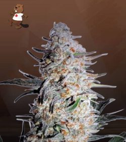 OG Punch Strain Feminized Marijuana Seeds
