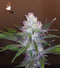 OG Wedding Cake Strain Feminized Marijuana Seeds