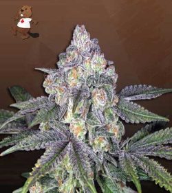 Orange Cake Strain Autoflowering Feminized Marijuana Seeds