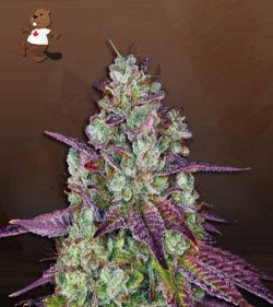 Pink Sunset Strain Autoflowering Feminized Marijuana Seeds