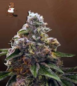 Psycho Crack Strain Feminized Marijuana Seeds