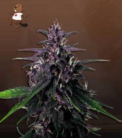 Rose Queen Strain Feminized Marijuana Seeds