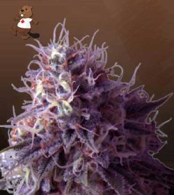 Runtz Strain Feminized Marijuana Seeds