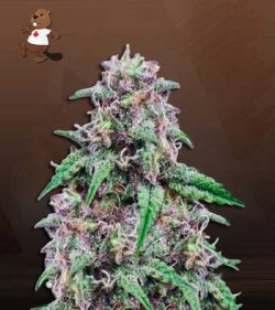 Salted Caramel Strain Feminized Marijuana Seeds