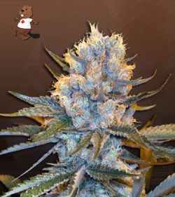 Skunk Strain Autoflowering Feminized Marijuana Seeds