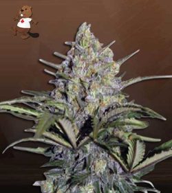 Skunk Glue Strain Feminized Marijuana Seeds