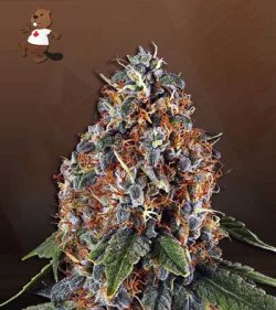 Space Cookies Strain Autoflowering Feminized Marijuana Seeds