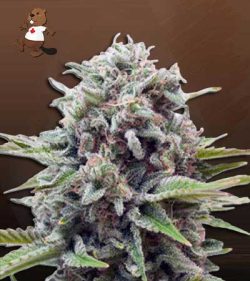 Sugar Glue Strain Feminized Marijuana Seeds