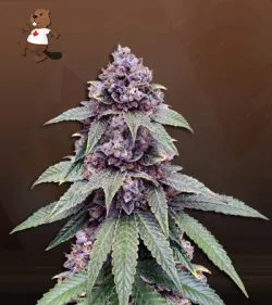 Triple Diesel Strain Autoflowering Feminized Marijuana Seeds