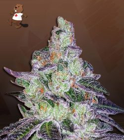 Tropic Thunder Strain Feminized Marijuana Seeds