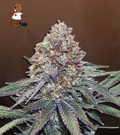 Ultra Bomb Cookie Strain Feminized Marijuana Seeds