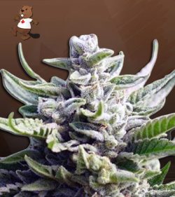 Utopia Strain Feminized Marijuana Seeds