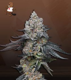 Wedding Crasher Strain Feminized Marijuana Seeds