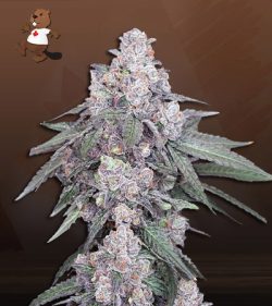 White Runtz Strain Autoflowering Feminized Marijuana Seeds