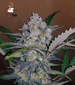 Zodiac Strain Fast Version Marijuana Seeds