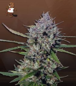Diesel Berry Autoflower Marijuana Seeds
