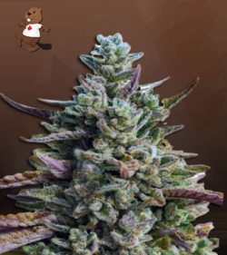 Guava Kush Autoflowering Feminized Marijuana Seeds