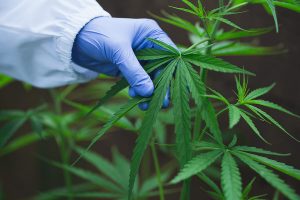 how to grow a marijuana plant