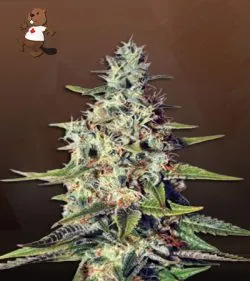 Acapulco Gold Strain Feminized Marijuana Seeds